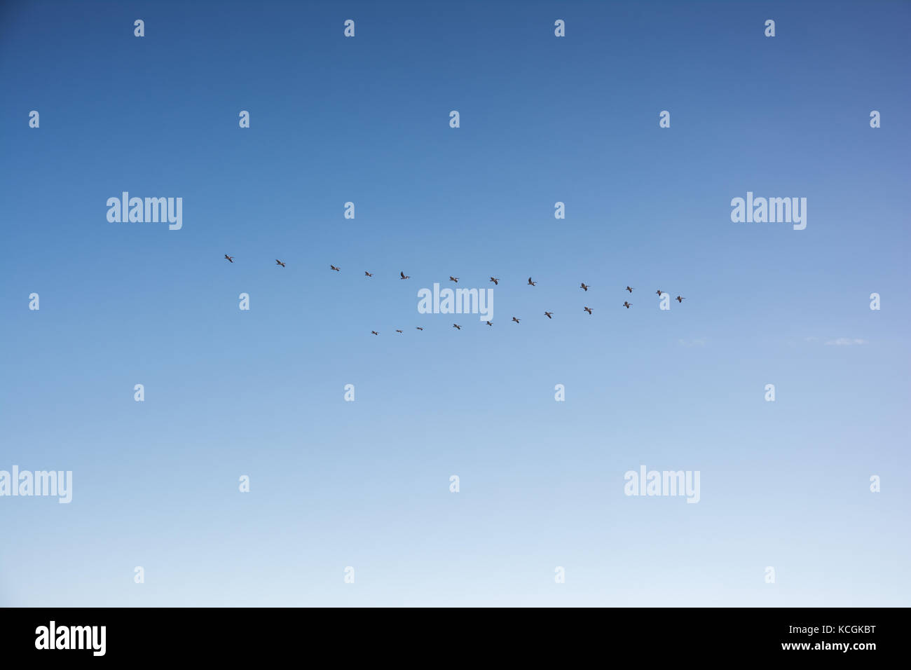 large flock of birds flying in v formation as the migrate. Backgorund of bright blue skies Stock Photo