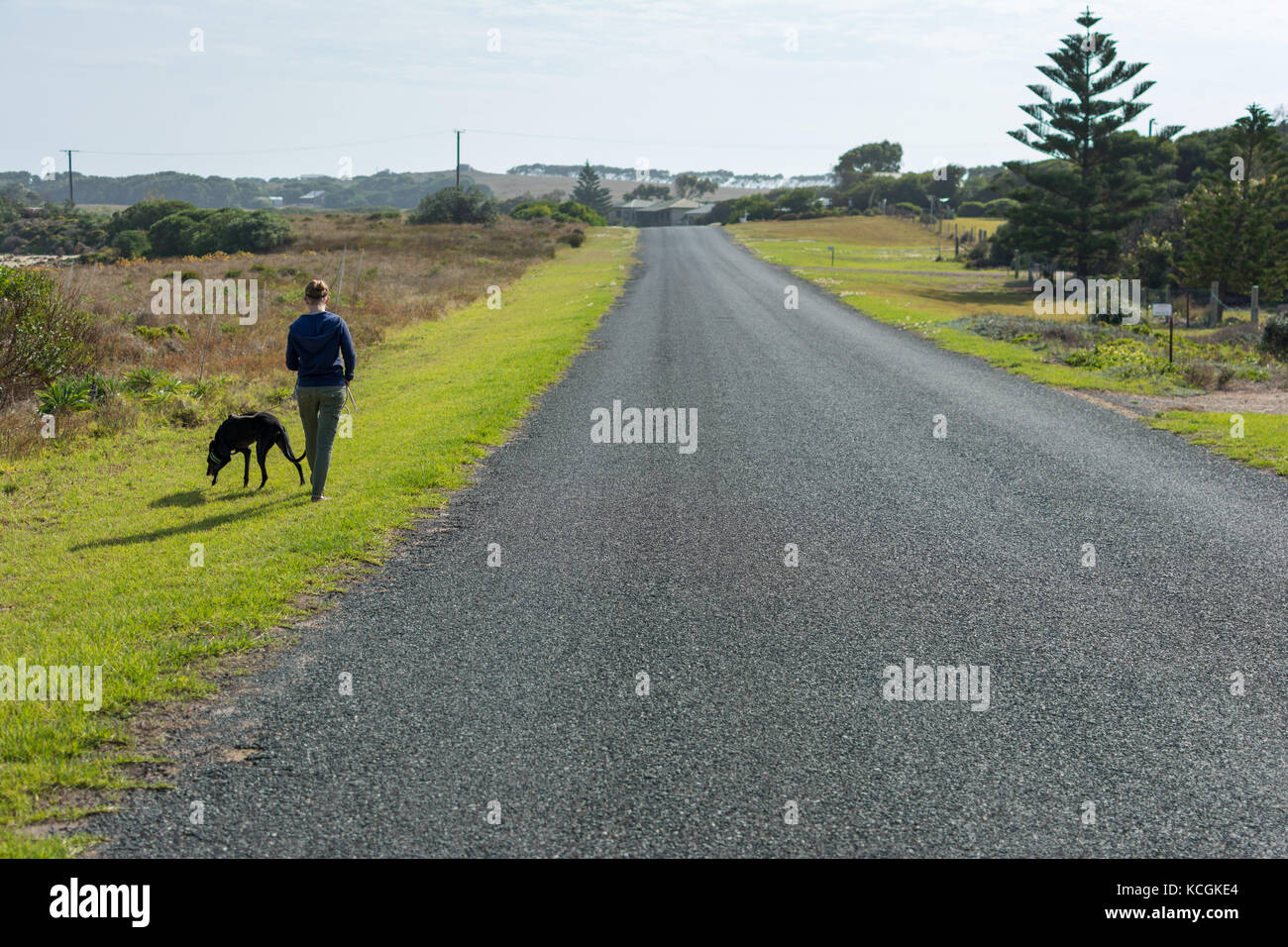greyhound dog going for a walk along an asphalt country road with young