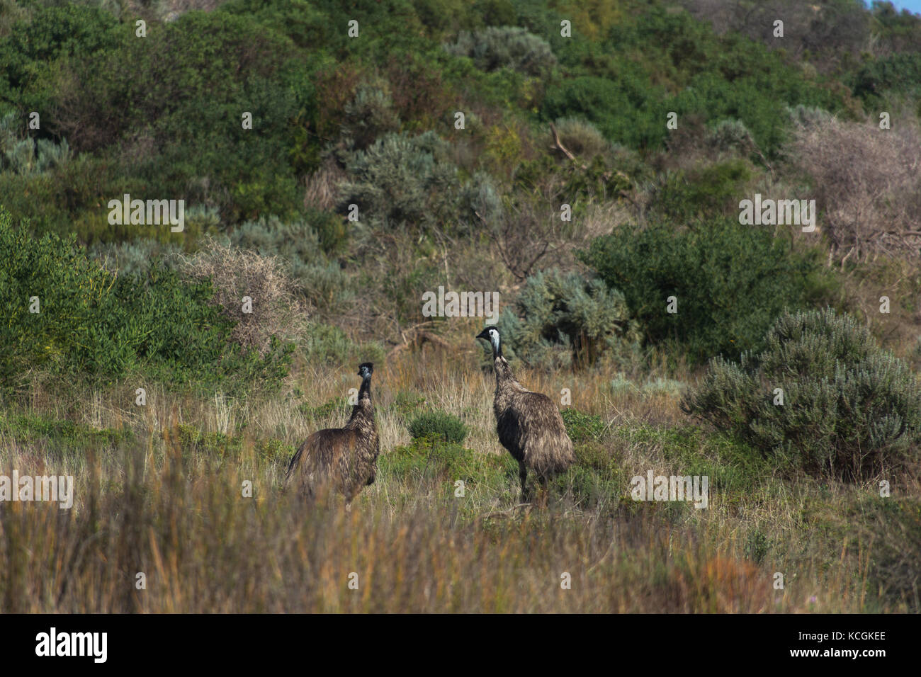 wild bushlands in the Coorong National park, South Australia. Two emus standin between bushes Stock Photo