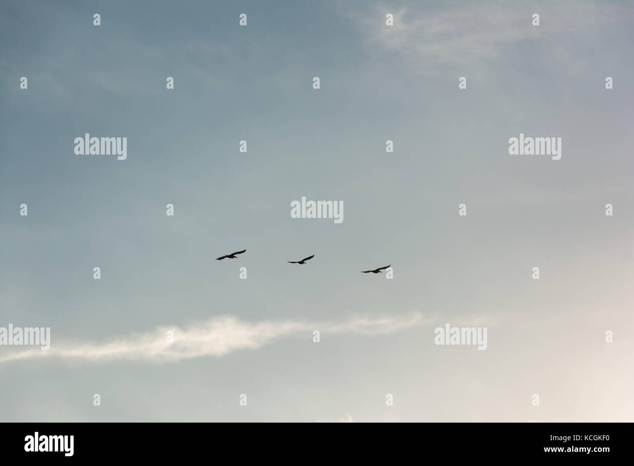 large flock of birds flying in v formation as the migrate. Background of bright blue skies Stock Photo