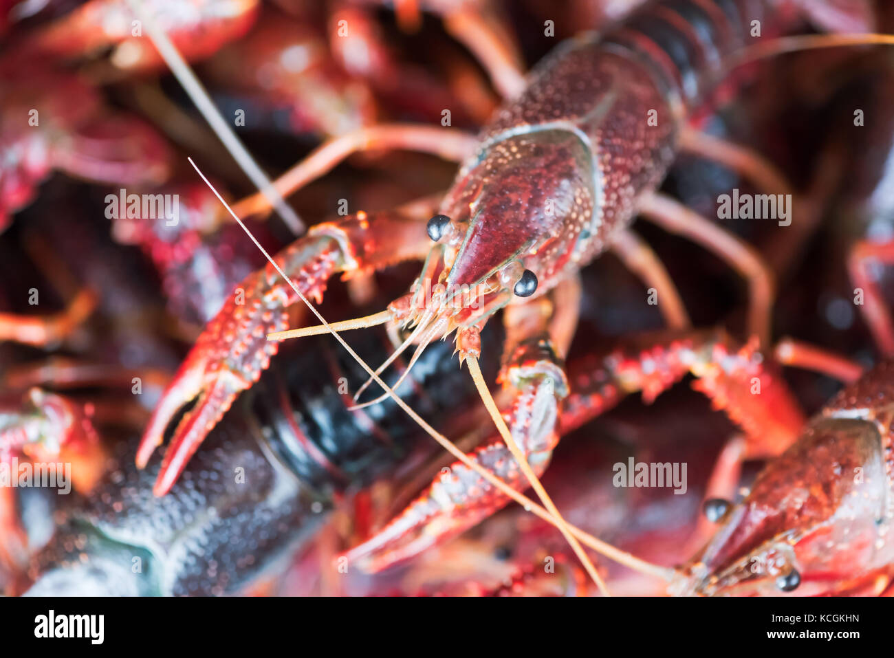 Bunch of living procambarus clarkii crayfishes close-up in a bas Stock Photo