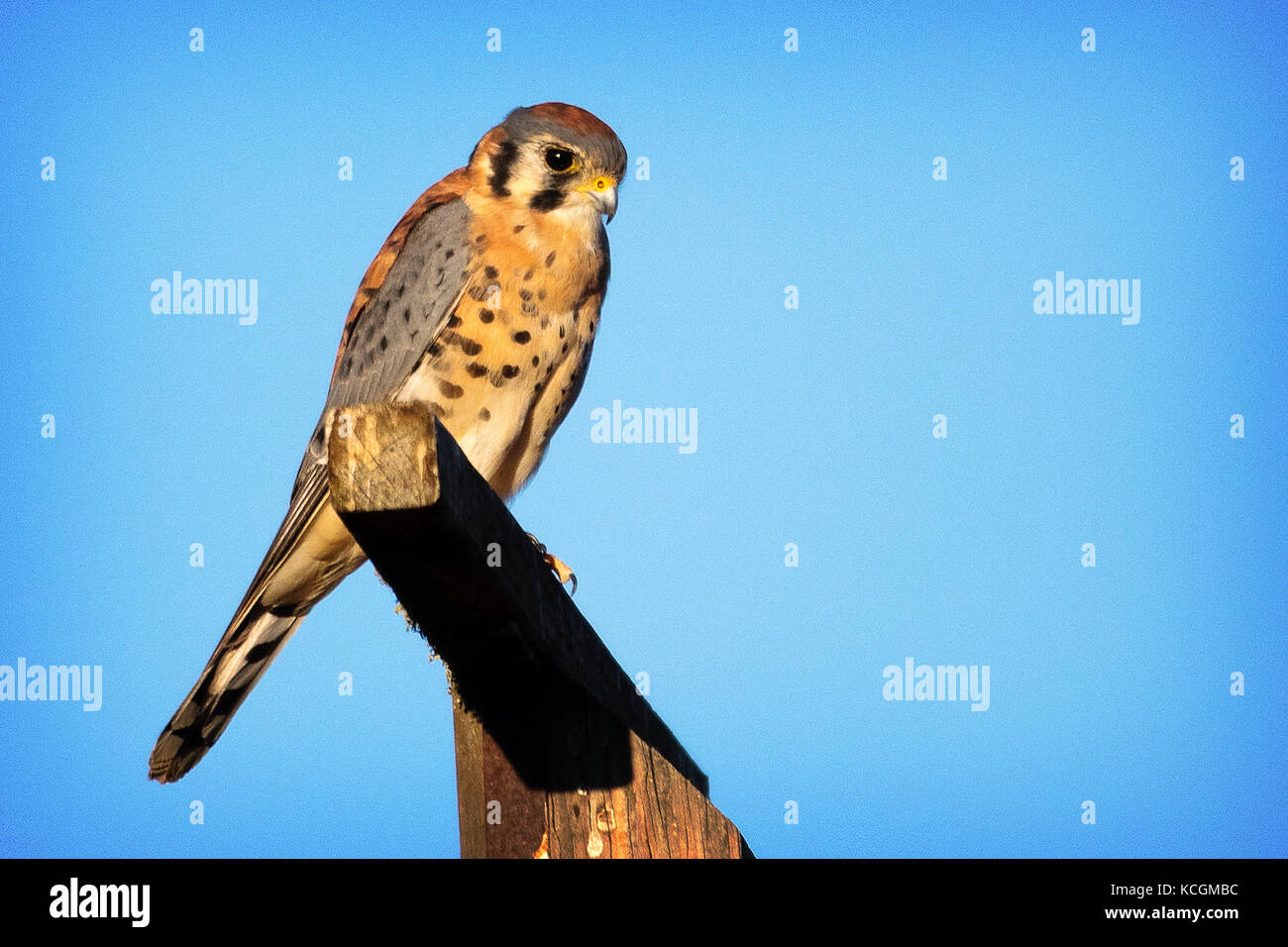 Woodside california hires stock photography and images Alamy