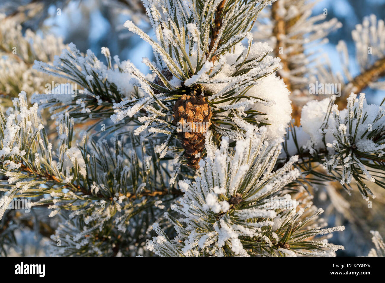 pine cone growing on branches. Needles trees are covered with white ice ...