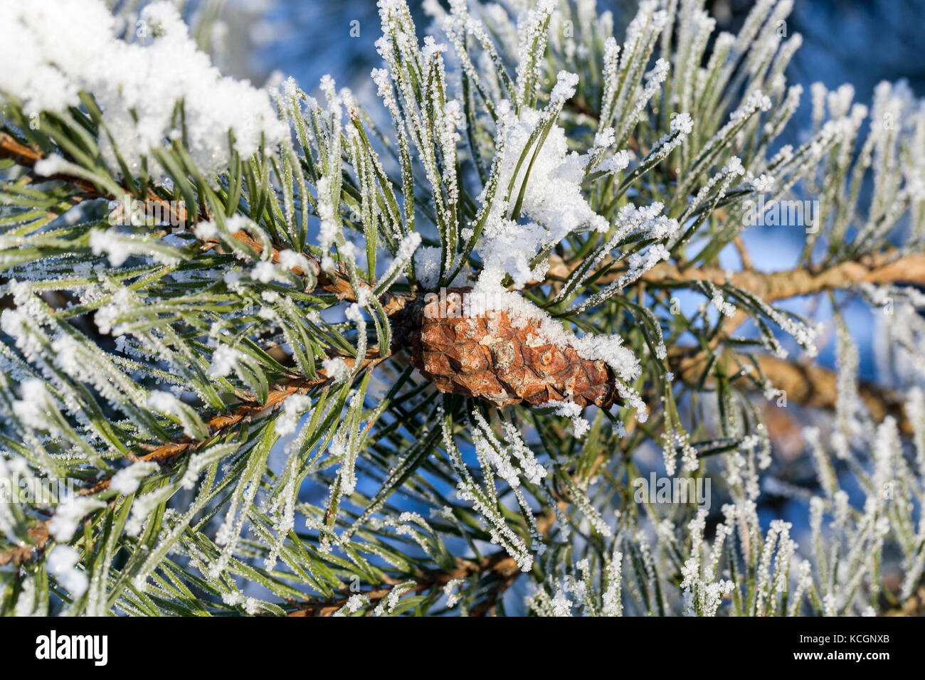 snow and rime on branches, pine needles and cones. Winter, close-up ...