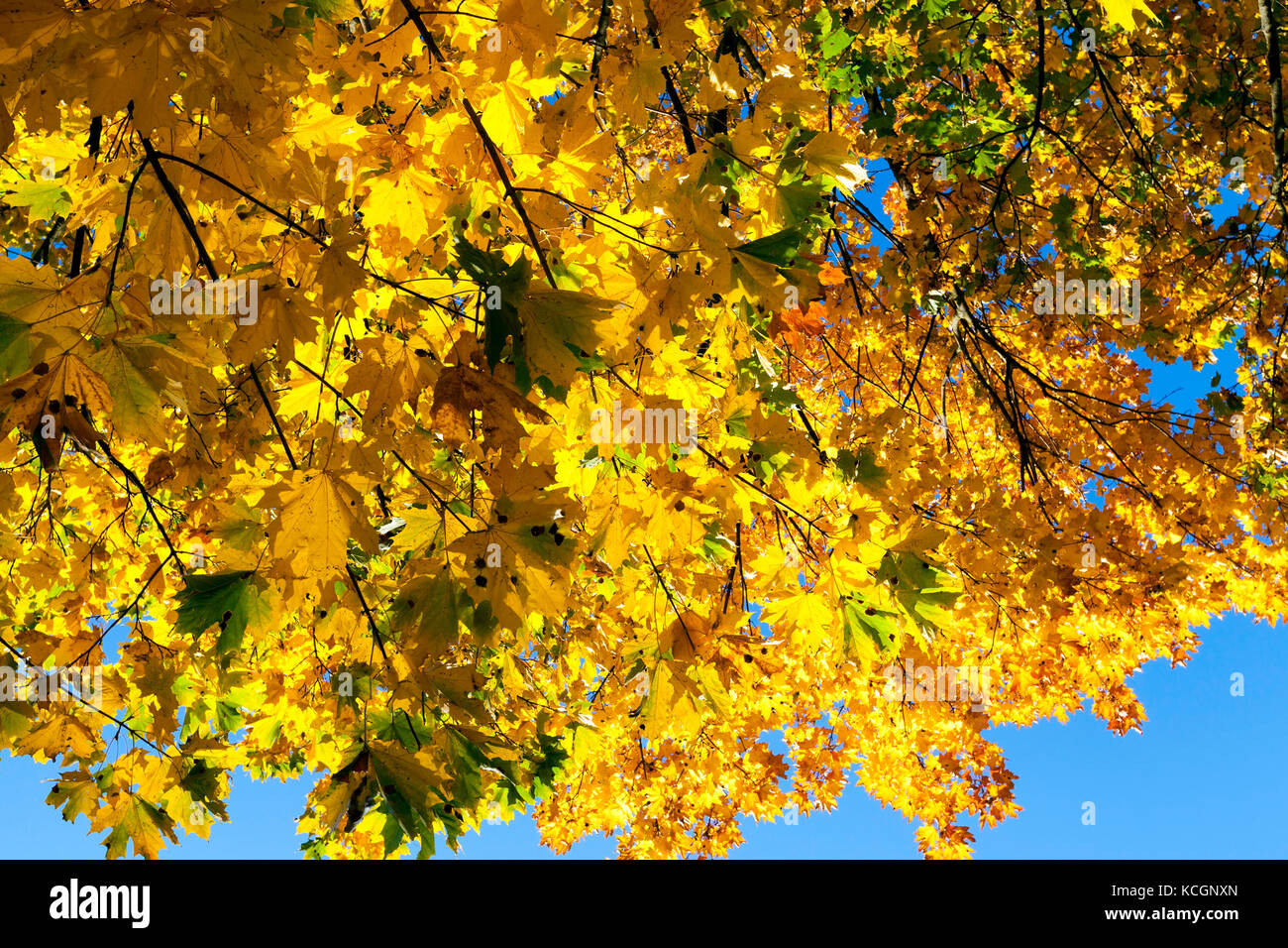 yellowing leaves on maple trees in