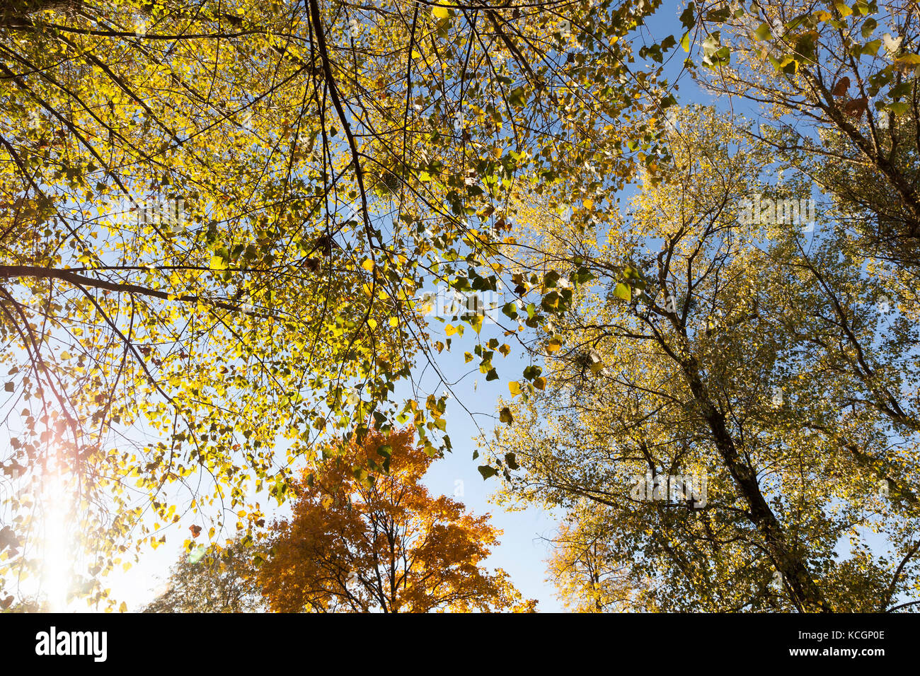 a photographed maple tree in the autumn season. On the branches ...