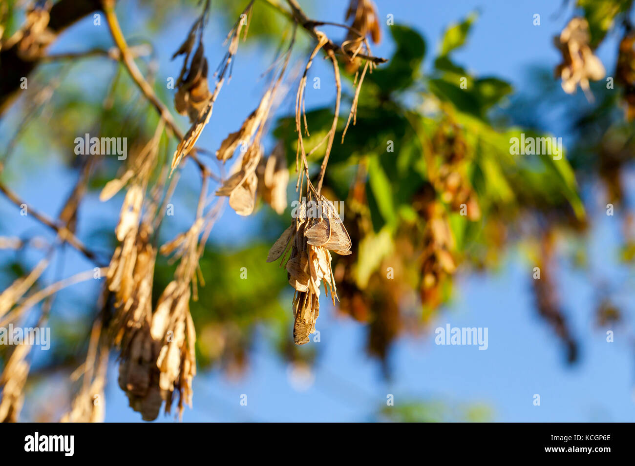 Sunlit dry maple seeds. New green maple seeds in the spring season are ...