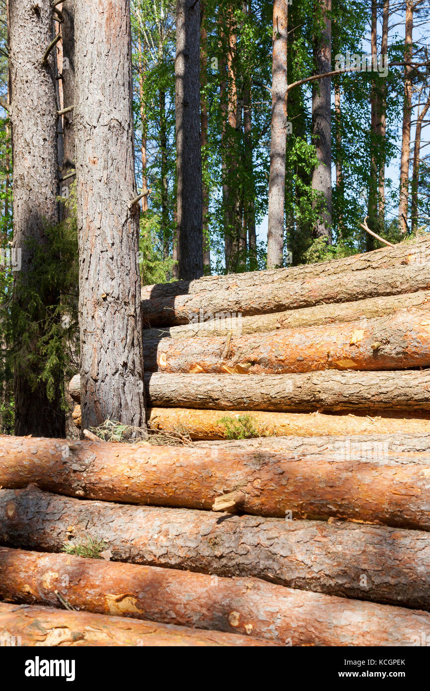 trunks of felled trees, folded during the harvesting of wood. Spring ...