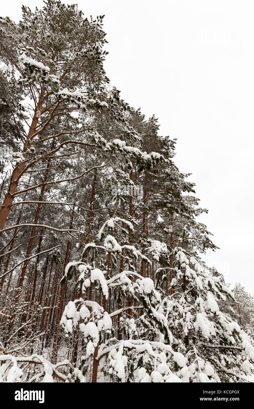 Tall trees covered hi-res stock photography and images - Alamy