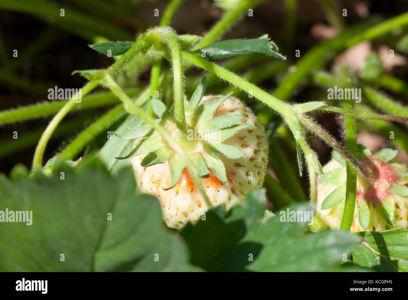 Green strawberry in the garden during summer. Photo close-up of a ...