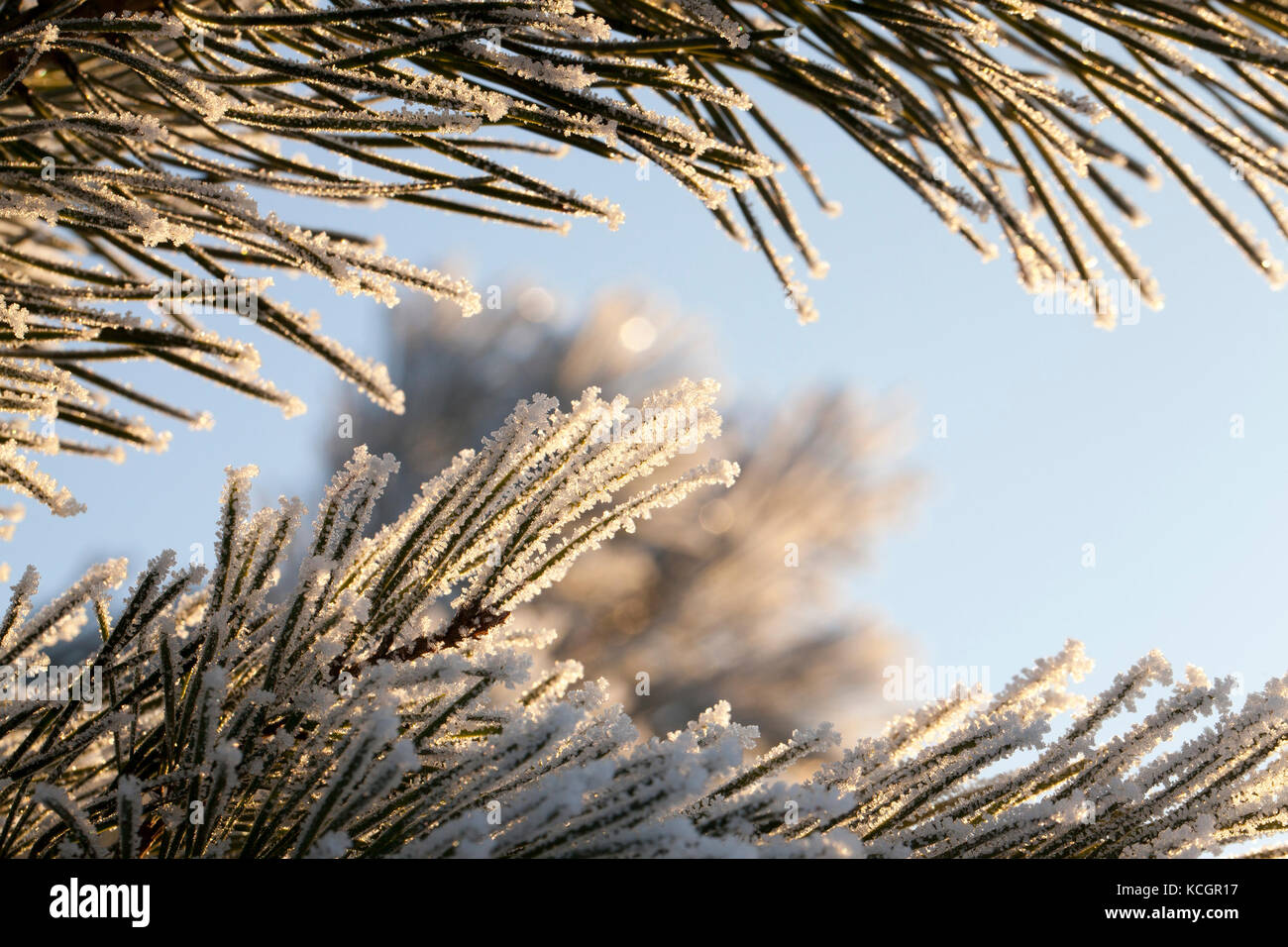 Long, pine needles covered with frost covered with frost. Photo close ...