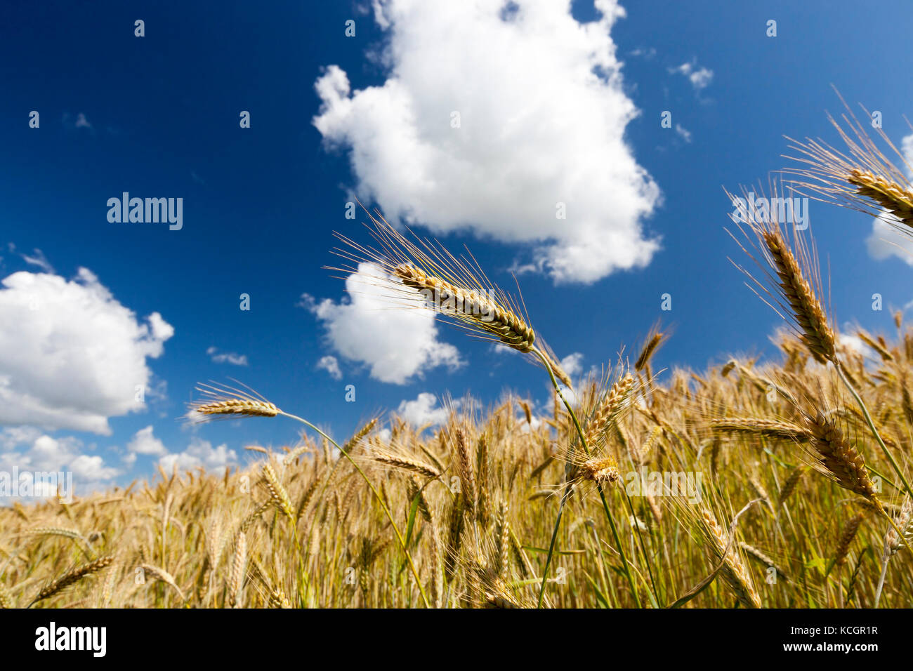 Golden ears of wheat against the blue sky on a cloudy day. Close-up ...