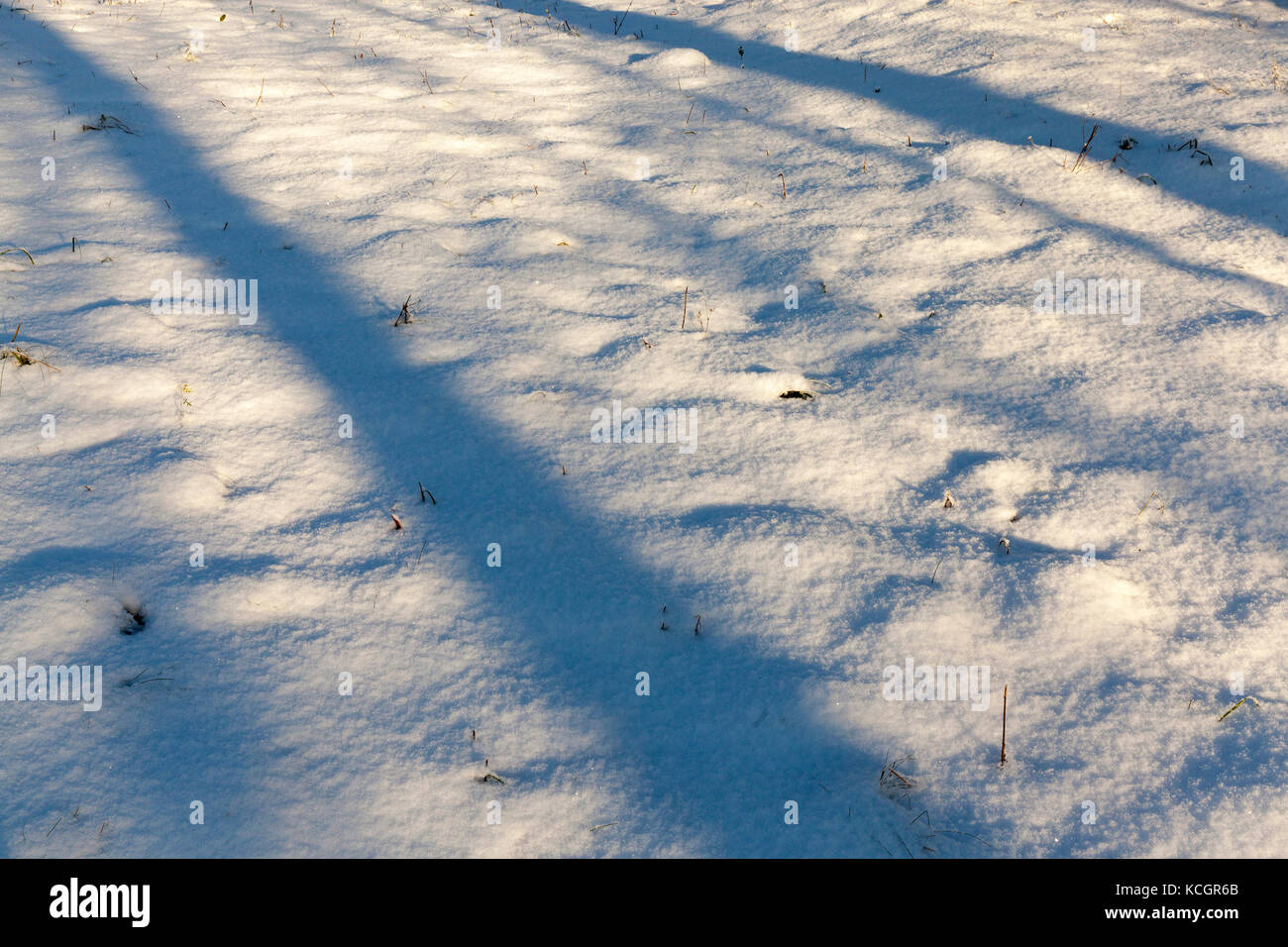 shadows of trees in the fallen snow after snowfall. Close-up photo ...