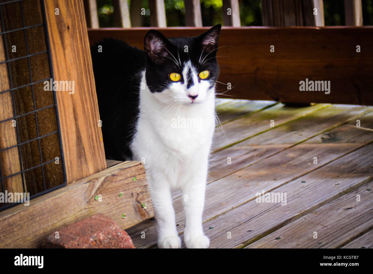 The cat watches her prey. Stock Photo