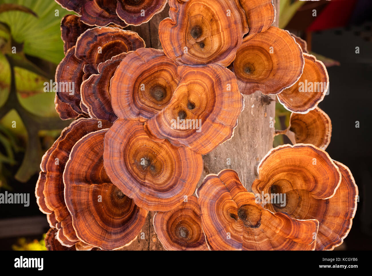 Lingzhi mushroom on driftwood in nature Stock Photo