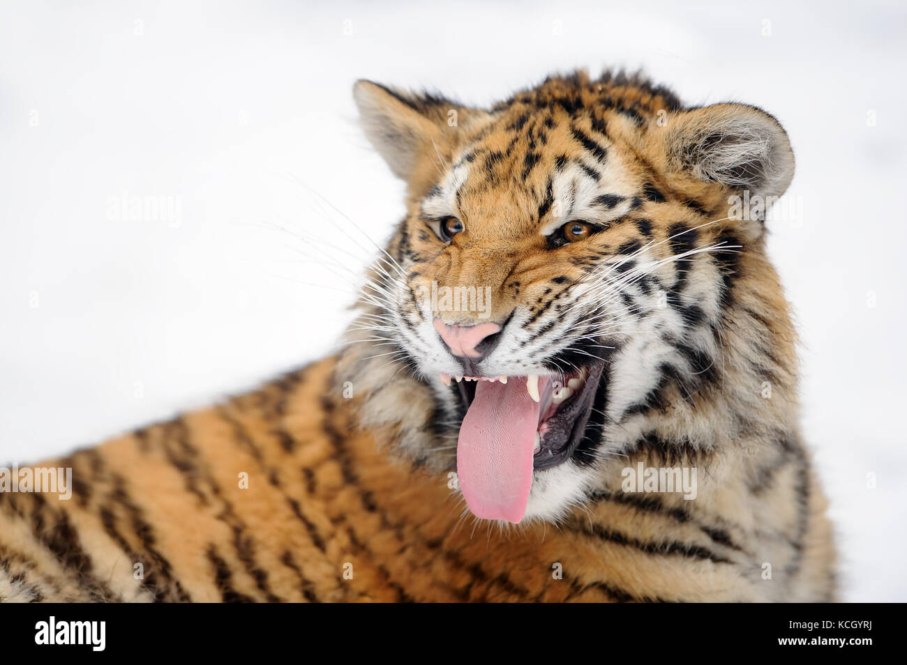Tiger tongue hires stock photography and images Alamy