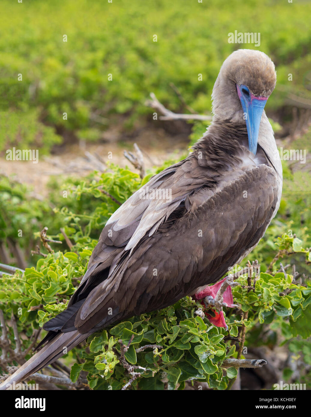 RED FOOTED BOOBYS ON BARTOLOME ISLAND - GALAPAGOS, ECUADOR Stock Photo ...