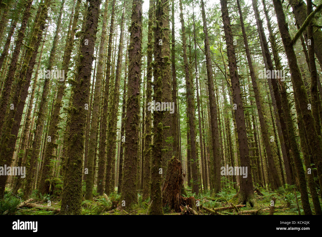 Trees in the Hoh Olympic National Park outside of Seattle Washington Stock Photo