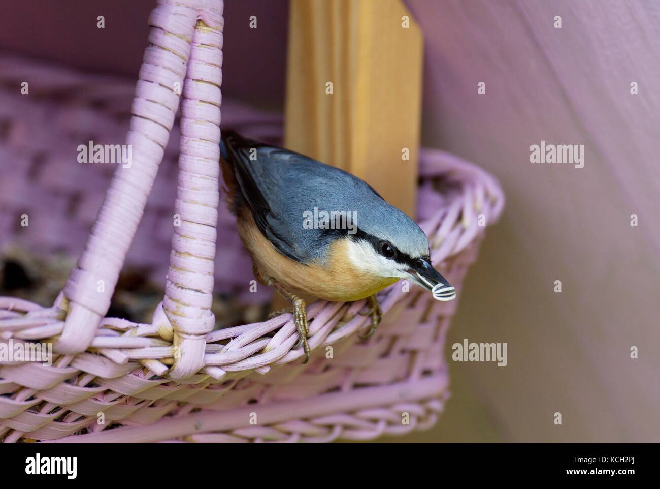 Eurasian Nuthatch Sitta Europaea Sitting On A Pink Self Made