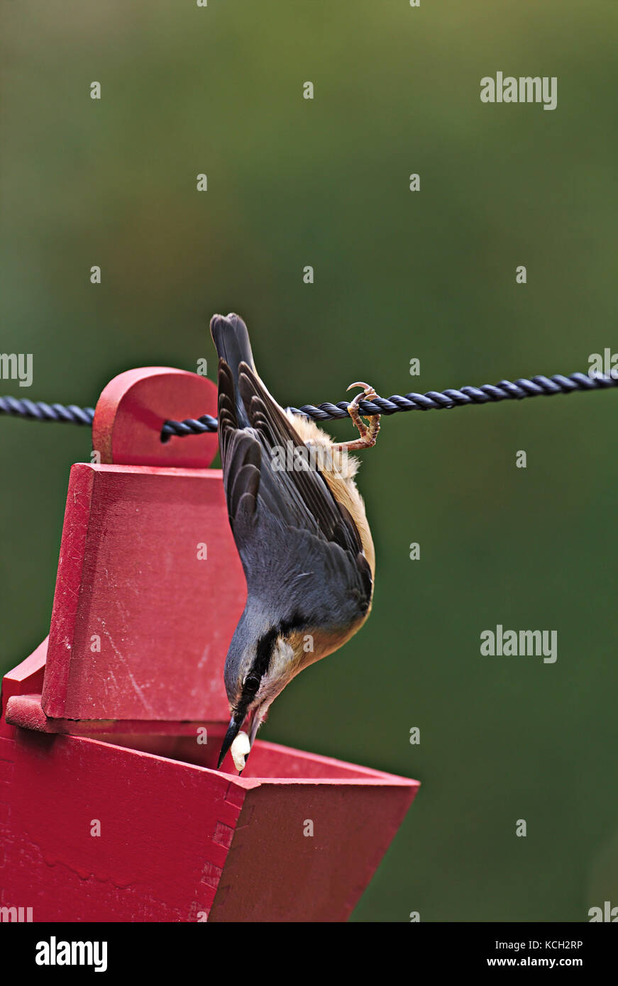 Eurasian nuthatch (sitta europaea), getting food from a red box hanging on a rope Stock Photo