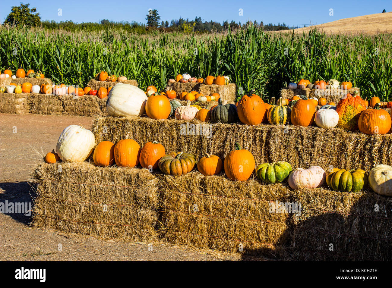 Display Of Halloween Squash, Pumpkins & Melons On Bales Of Hay Stock