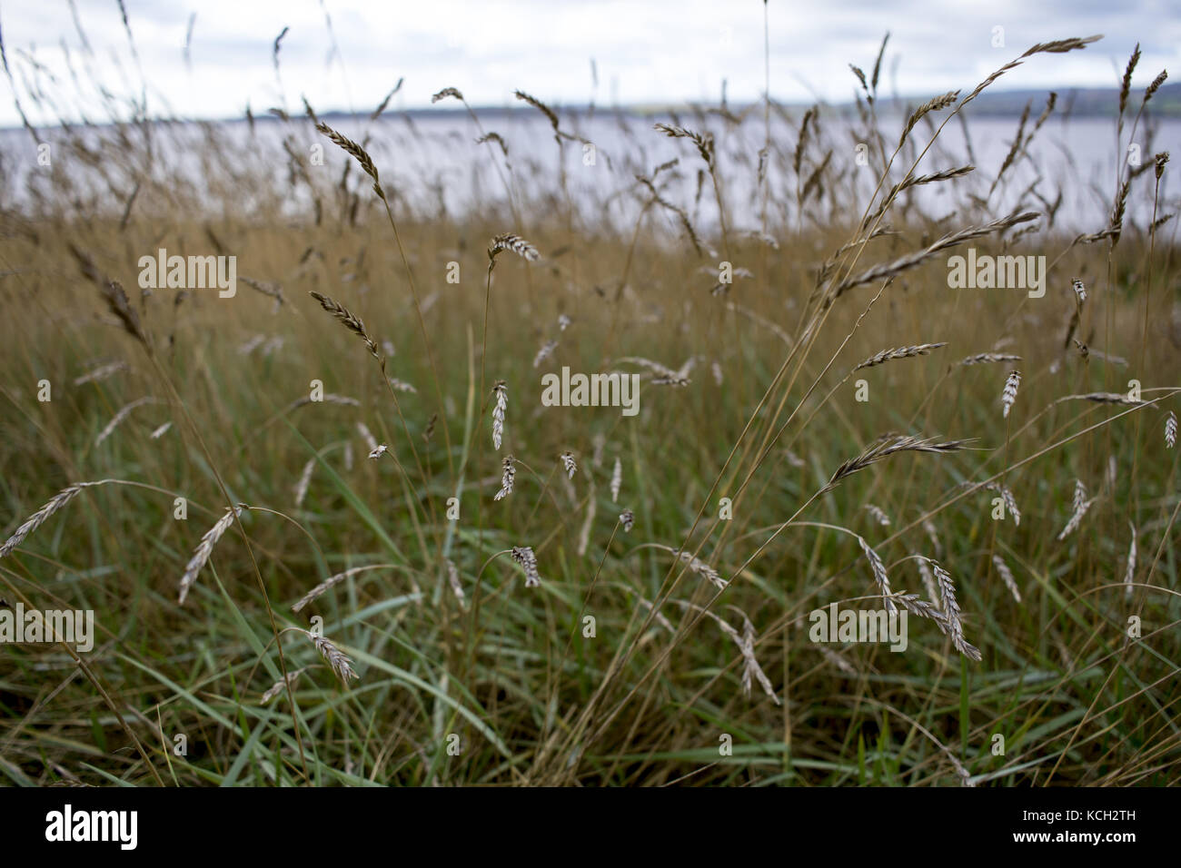 Plants growing on the bank of the River Severn Stock Photo Alamy