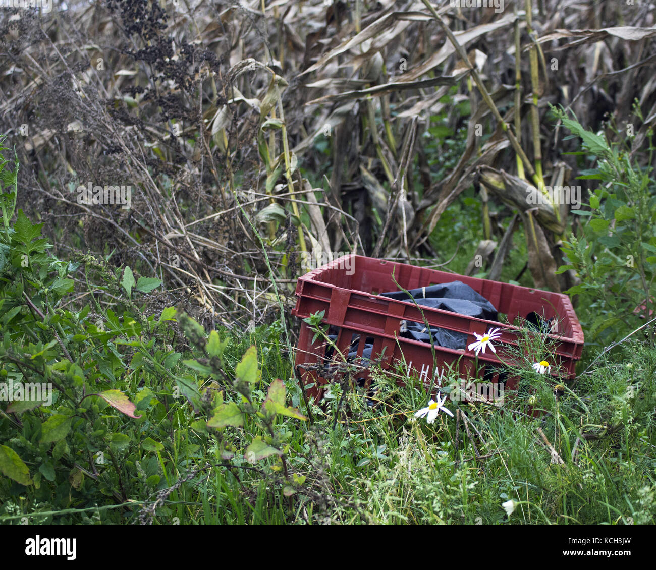 Withering Rice Harvest Primary Produce Stock Photos & Primary Produce Stock Images - Alamy