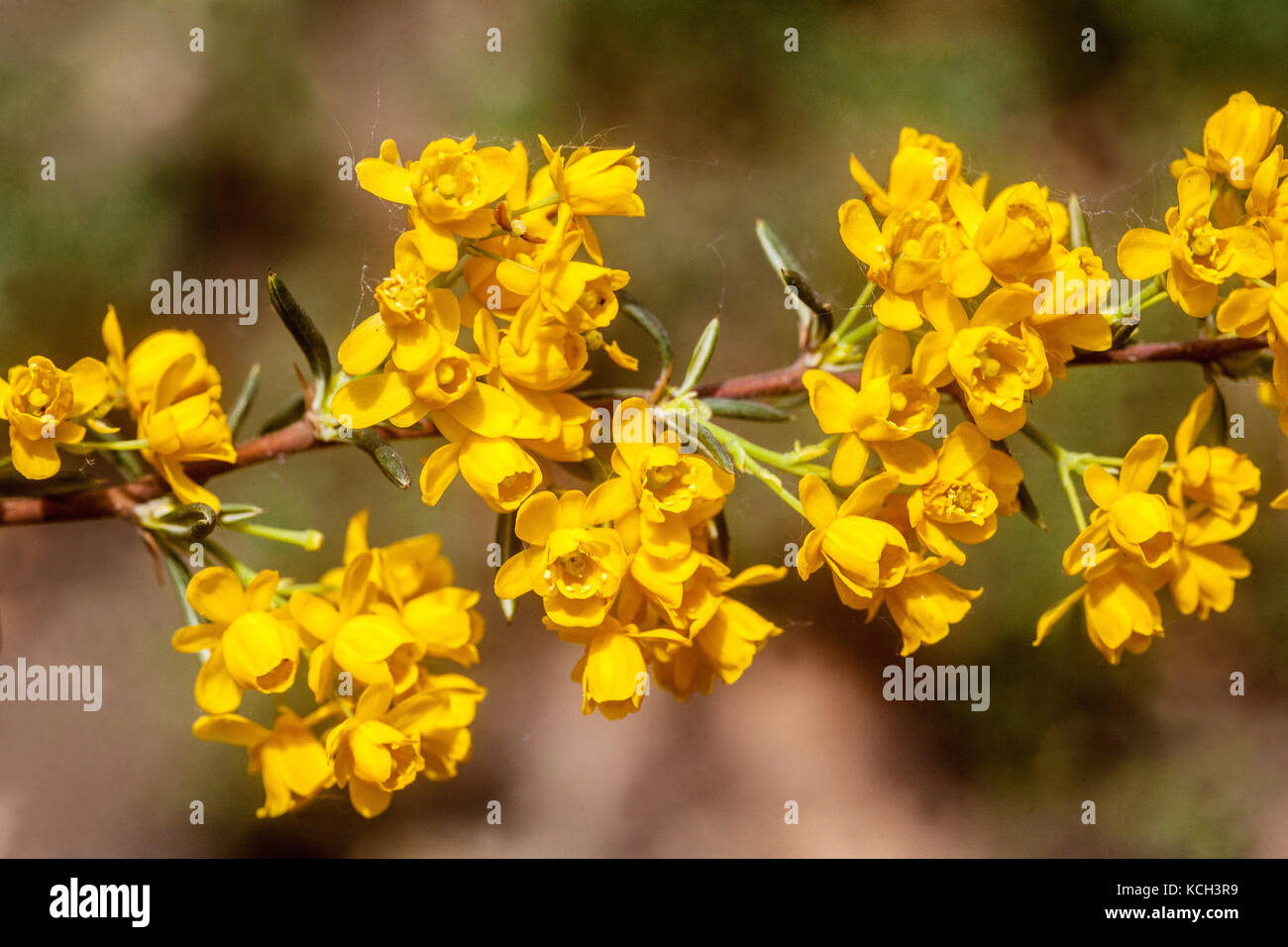 Soulie Barberry Berberis stenophylla 'Claret Cascade' Stock Photo