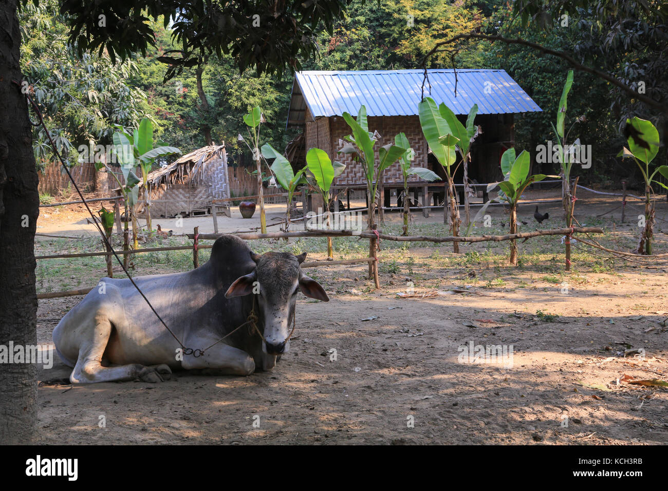 A tethered farm animal in Yandabo Village on the Irrawaddy River in Myanmar (Burma). Stock Photo