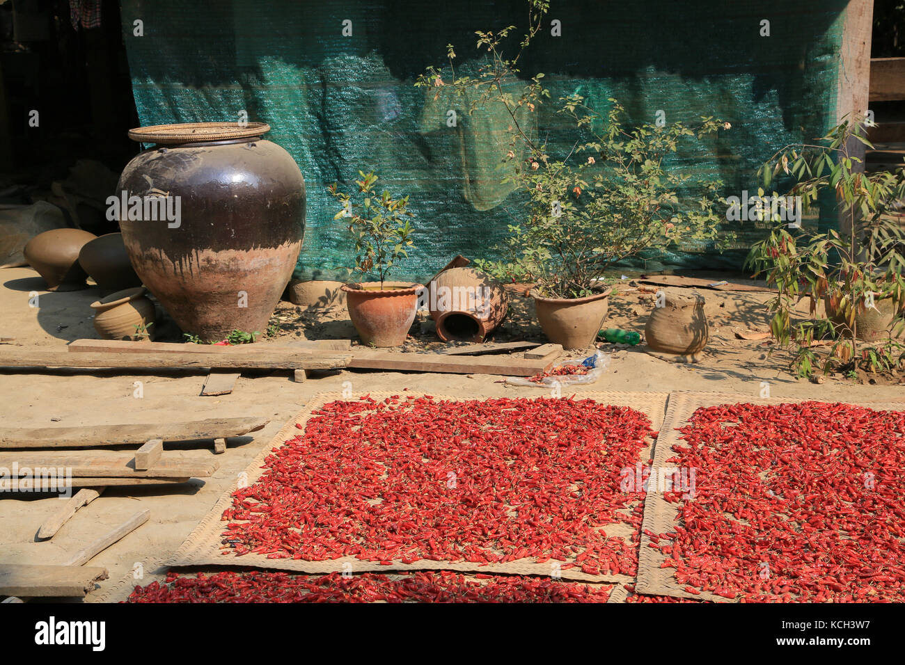 Red chili peppers are being dried on bamboo mats in Yandabo Village on the Irrawaddy River in Myanmar (Burma). Stock Photo