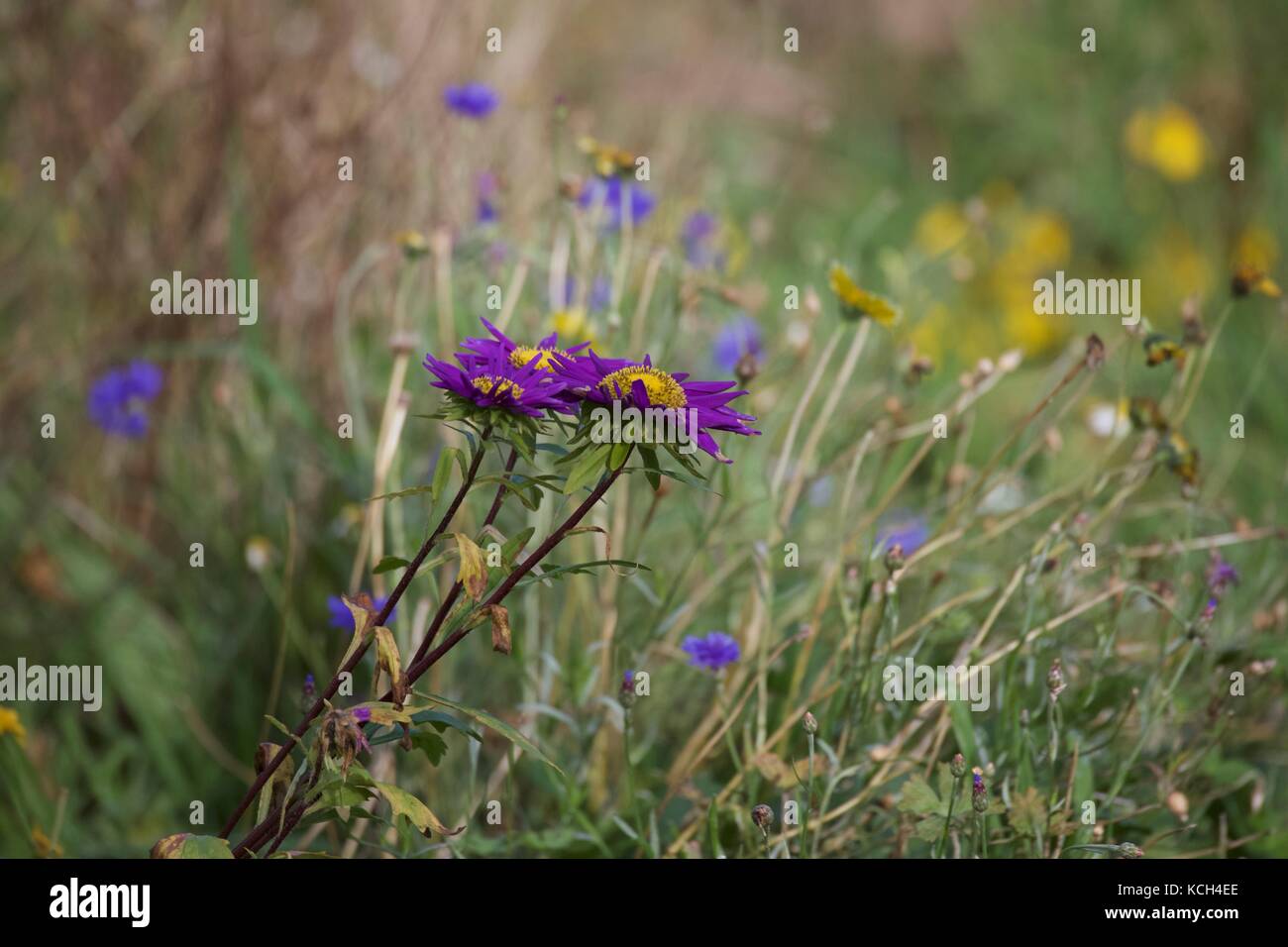 Familiar wild flowers hi-res stock photography and images - Alamy