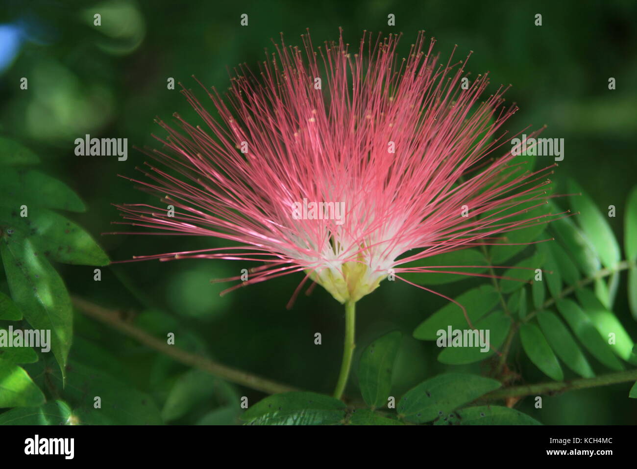 Mimosa Flower High Resolution Stock Photography And Images Alamy Mimosa Flower High Resolution Stock Photography And Images Alamy