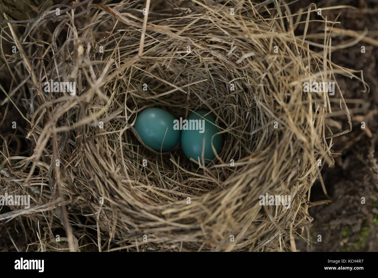 Two blue eggs in bird nest of a robin Stock Photo Alamy