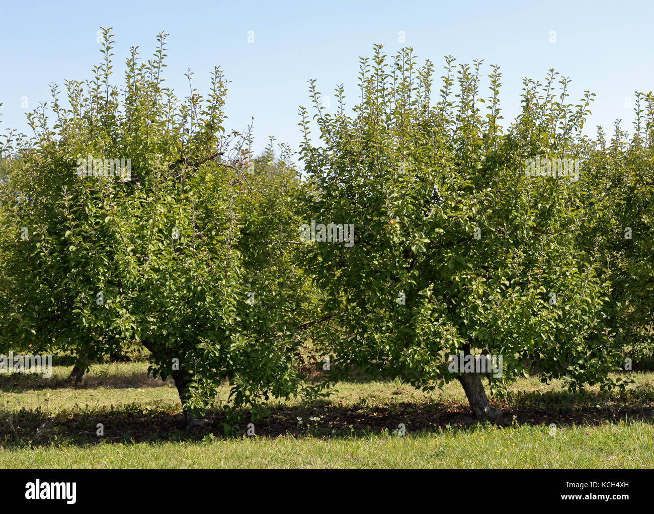 Dwarf apple trees hires stock photography and images Alamy