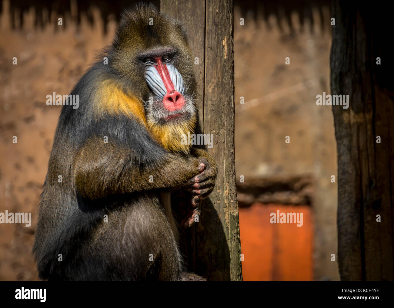 Mandrill monkey Stock Photo