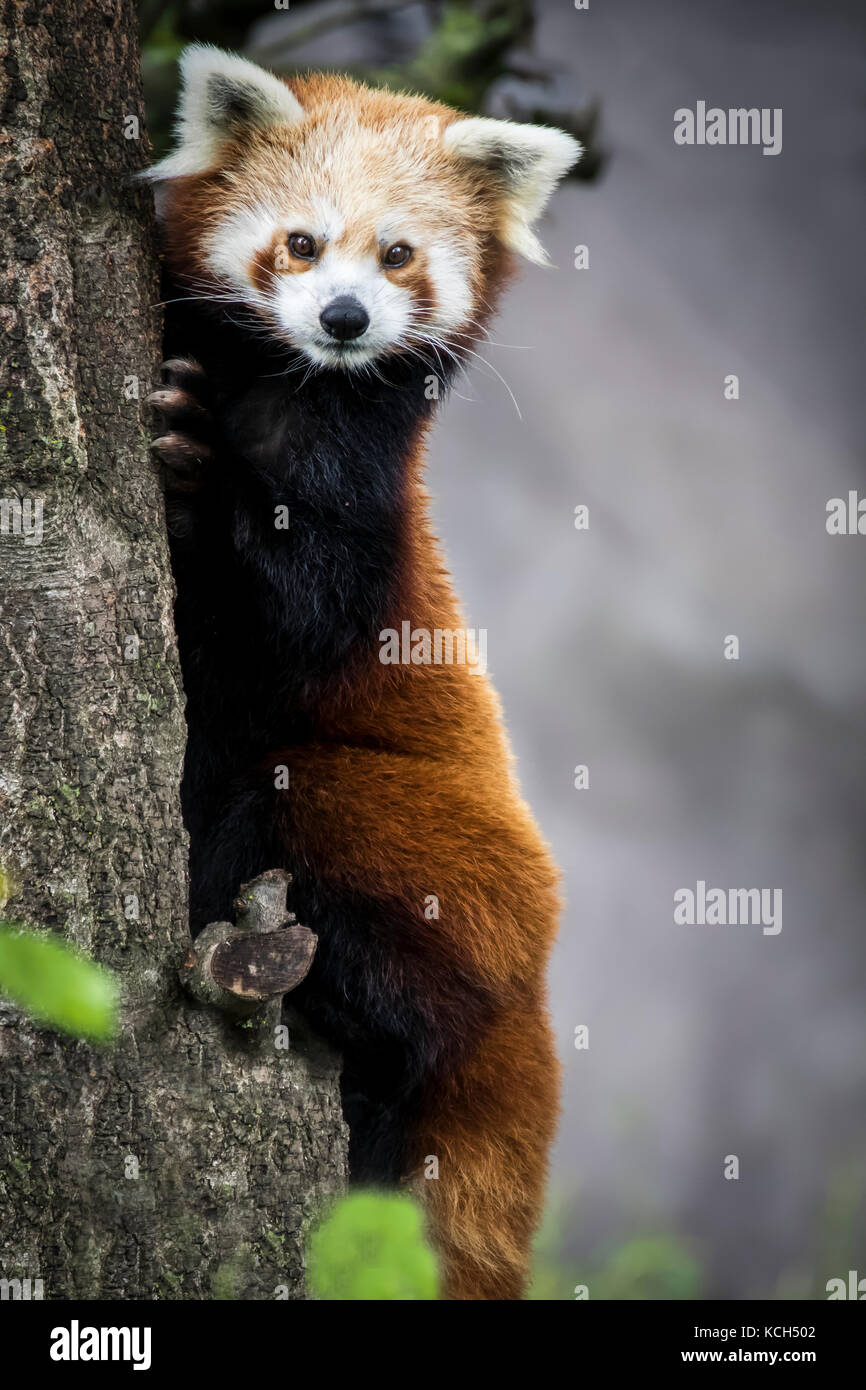 Red dwarf Chinese panda Stock Photo