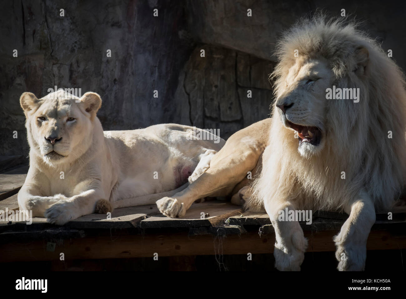 Lion and family Stock Photo