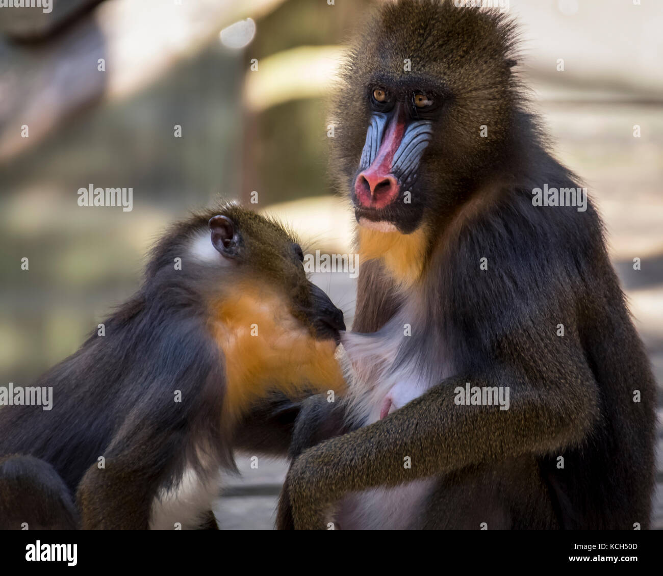 Mandrill monkey Stock Photo