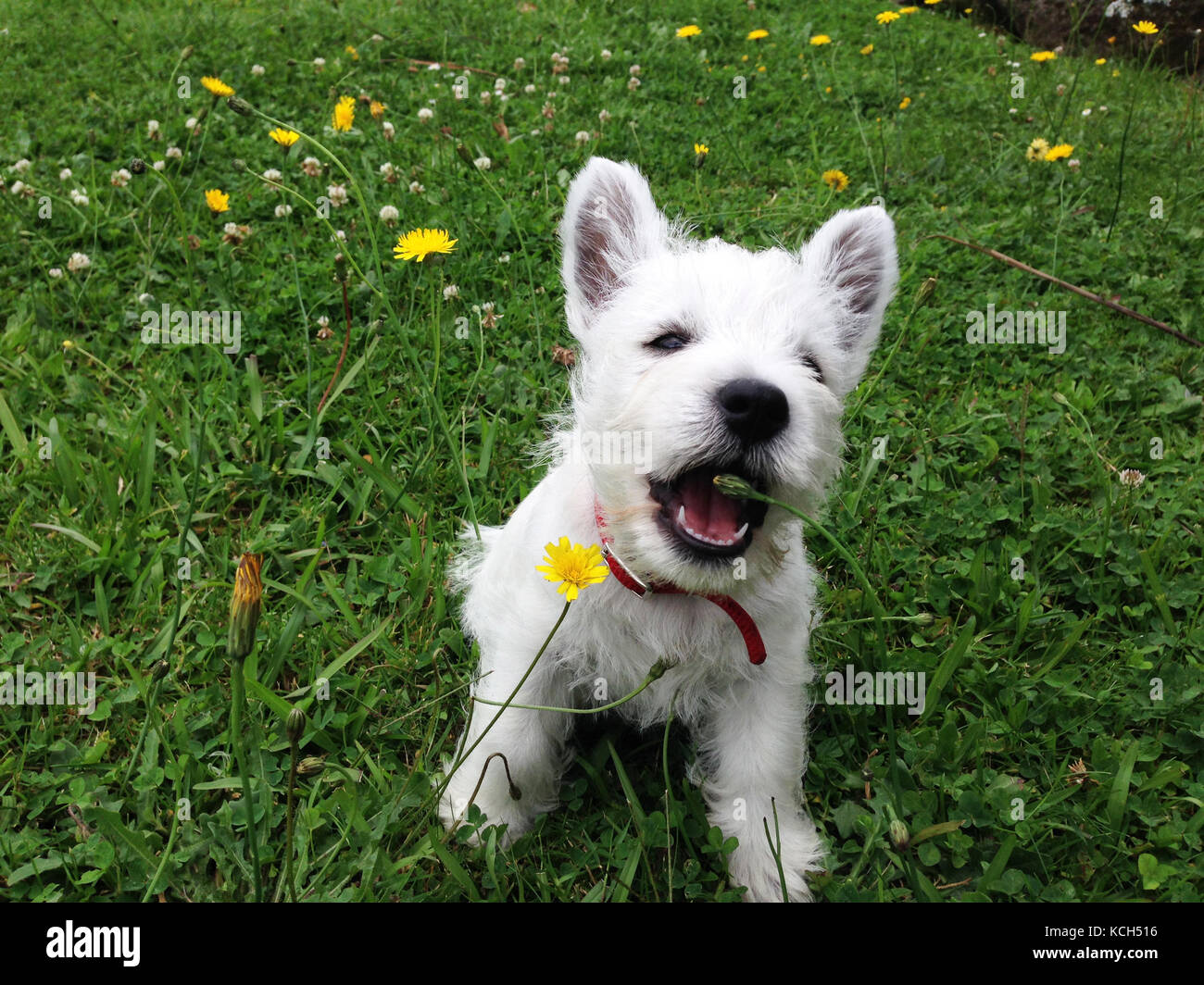 Eating Westie West Highland High Resolution Stock Photography And Images Alamy
