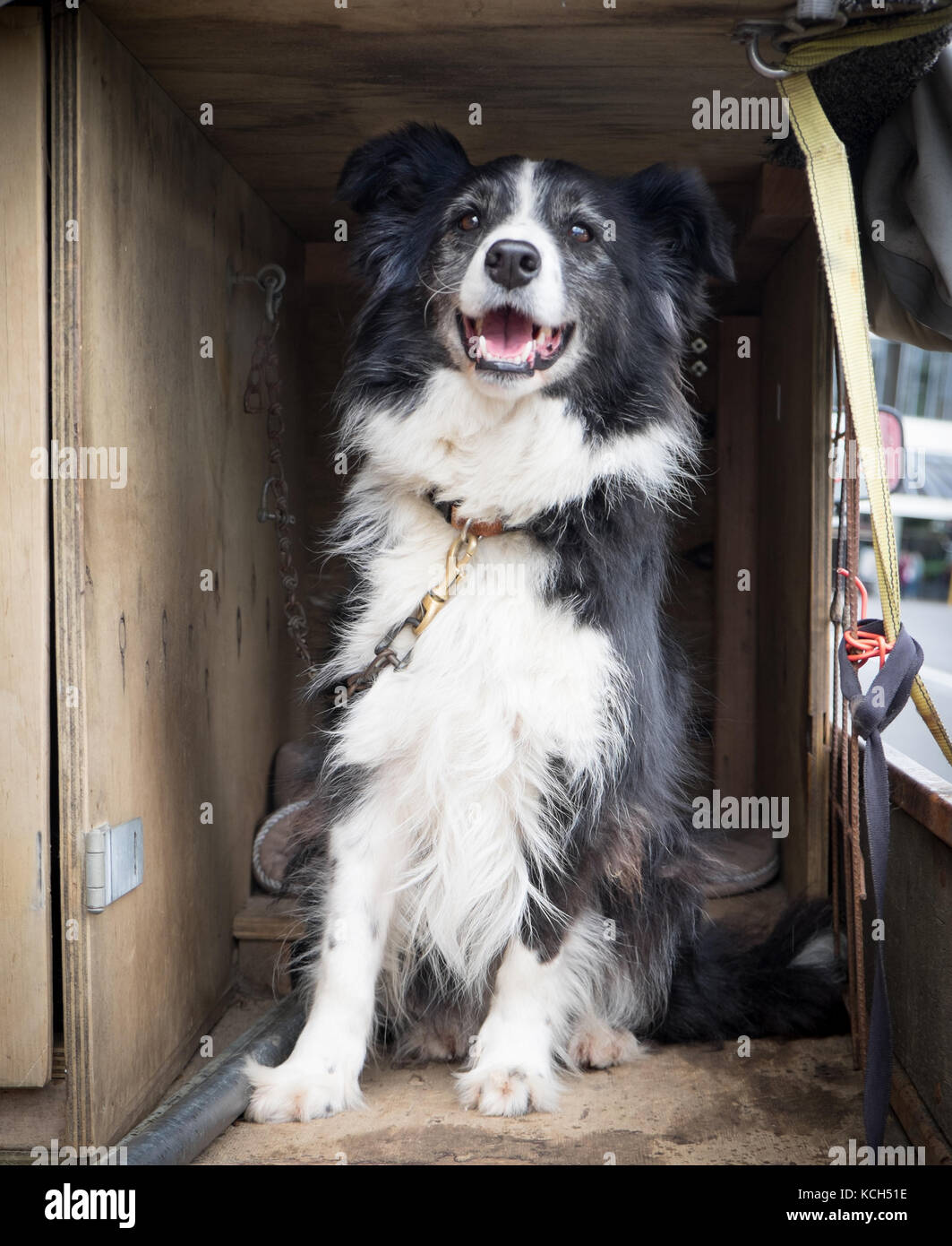 Border collie farm dog on a lead waiting for owner in back of ute utility vehicle or pickup truck Stock Photo