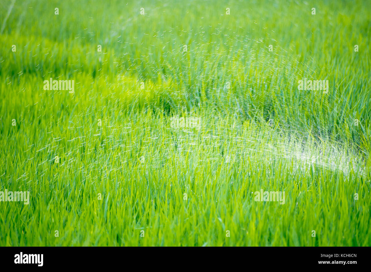 watering green rice paddy field agriculture in asia beautiful ...