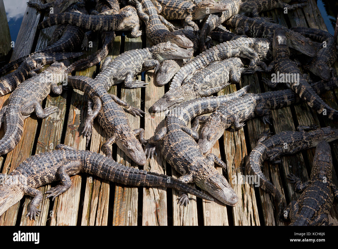 Juvenile American alligators (Alligator mississippiensis) basking in sun at Gatorland - Orlando, Florida USA Stock Photo