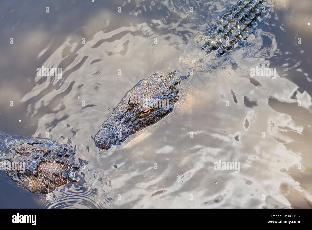 Adult American alligators (Alligator mississippiensis) basking in sun at Gatorland - Orlando, Florida USA Stock Photo