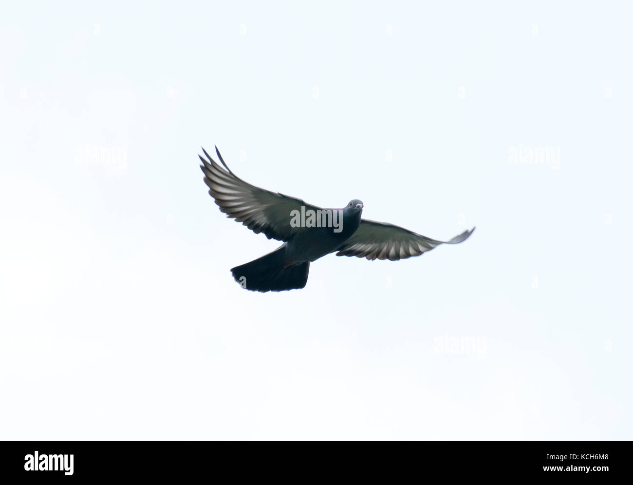 Wings Wings