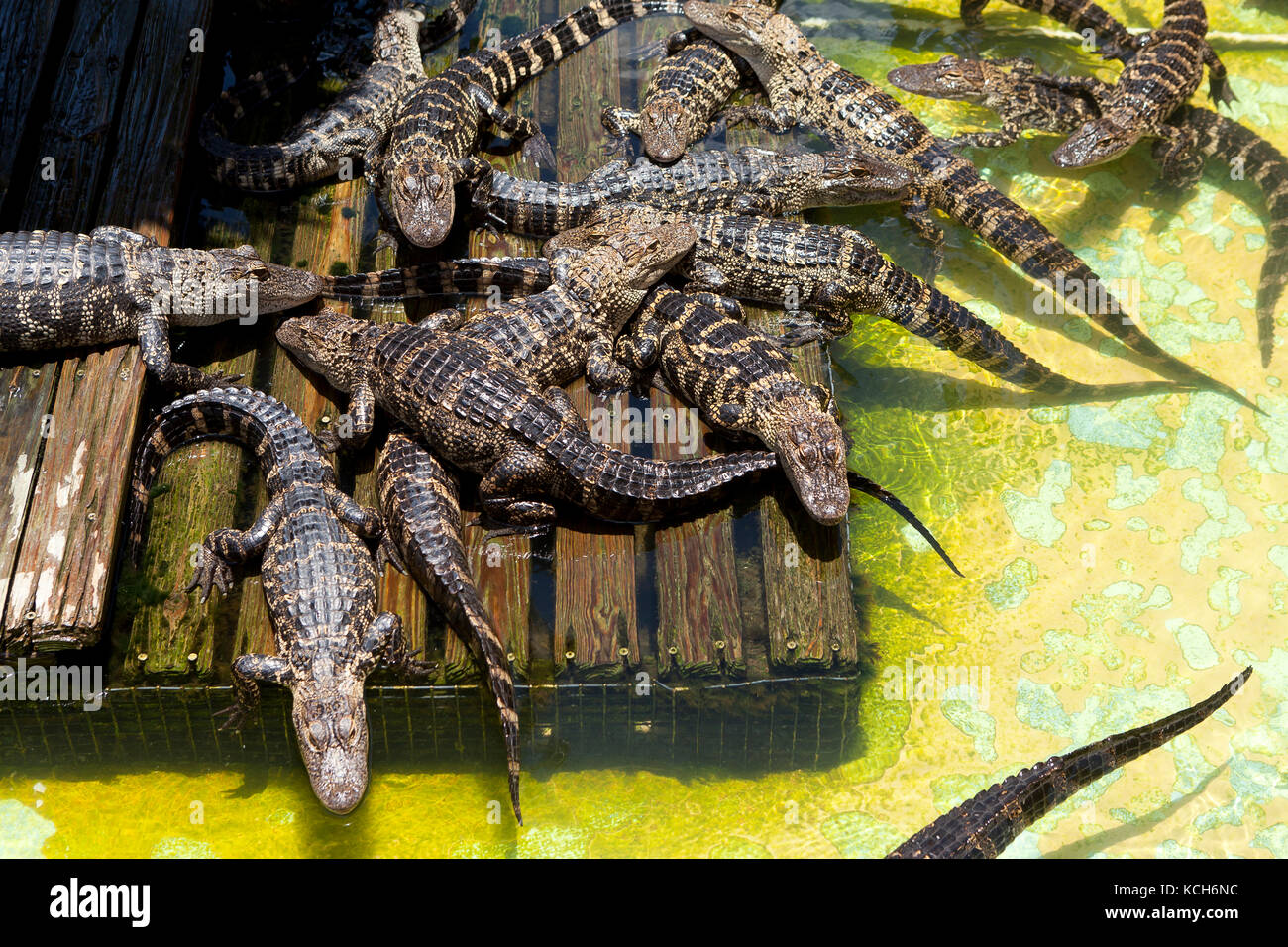 Juvenile American alligators (Alligator mississippiensis) basking in sun at Gatorland - Orlando, Florida USA Stock Photo