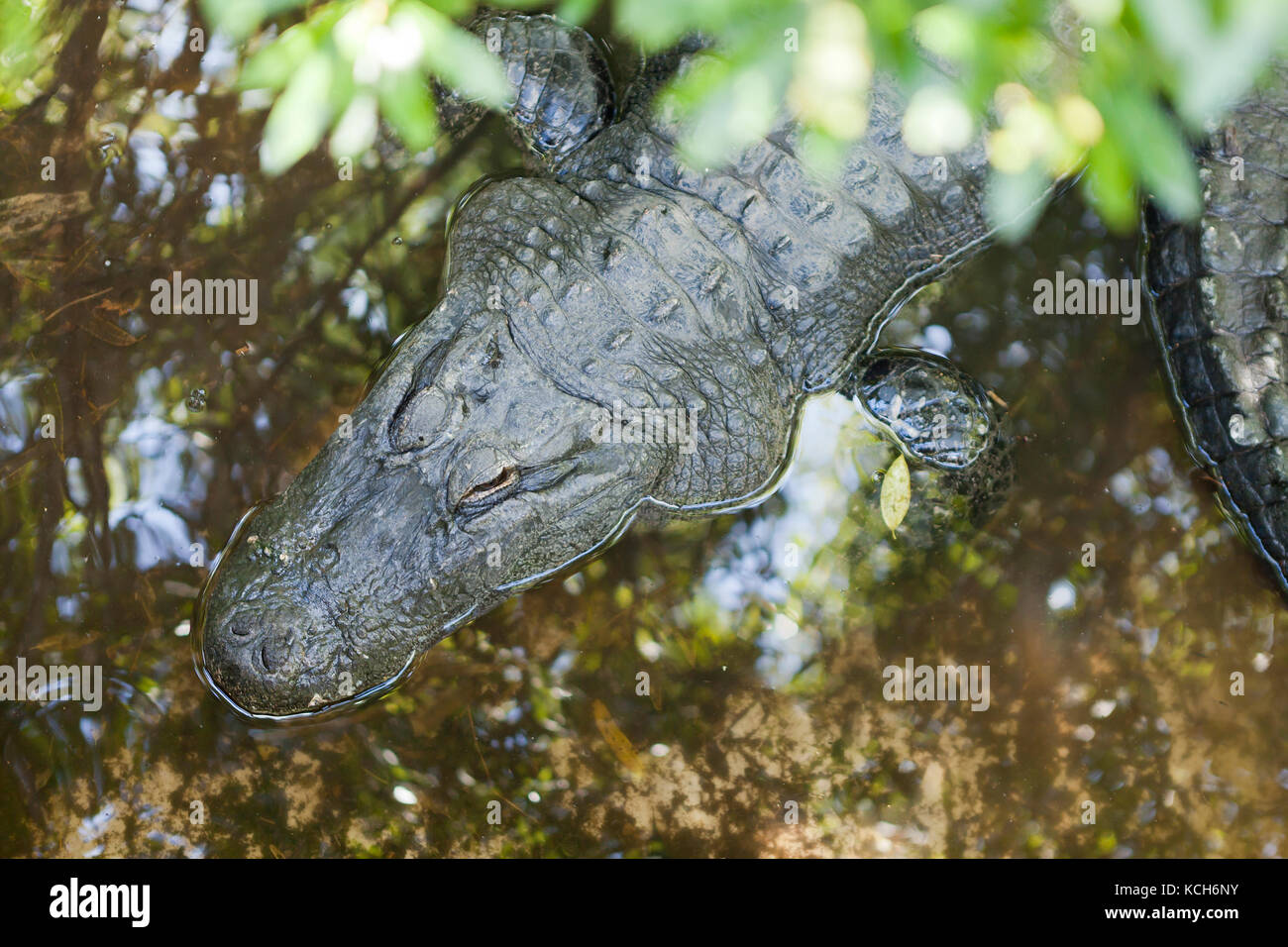 Adult American alligators (Alligator mississippiensis) basking in sun at Gatorland - Orlando, Florida USA Stock Photo