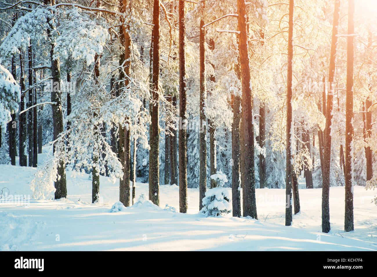 Pine trees covered with snow Stock Photo - Alamy