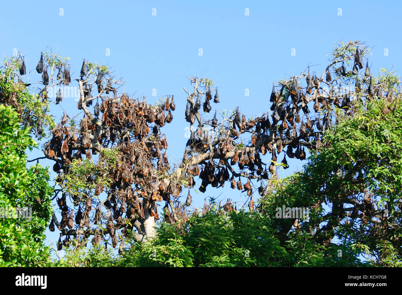 A mixed colony of Black Flying Foxes (Pteropus alecto) and Little Red Flying Foxes (Pteropus scapulatus) roosting in Lissner Park in Charters Towers,  Stock Photo