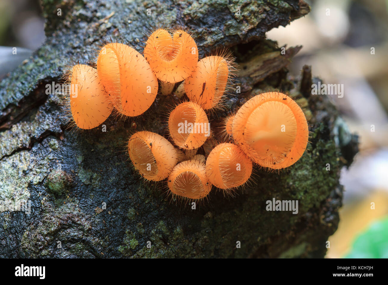 Cookeina tricholoma in rainforest, Colorful mushroom in forest Thailand Stock Photo