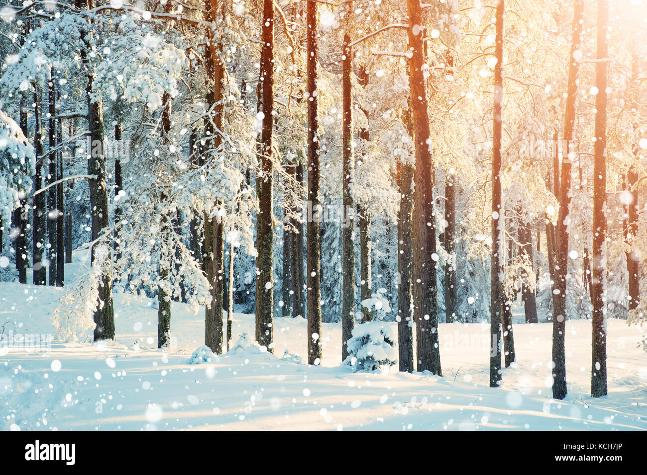 Pine trees covered with snow Stock Photo - Alamy